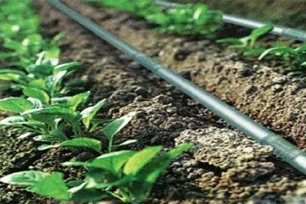 برای تکمیل تجهیزات آبیاری قطره ای لوله پلیکا بهتر است یا نوار تیپ آبیاری؟