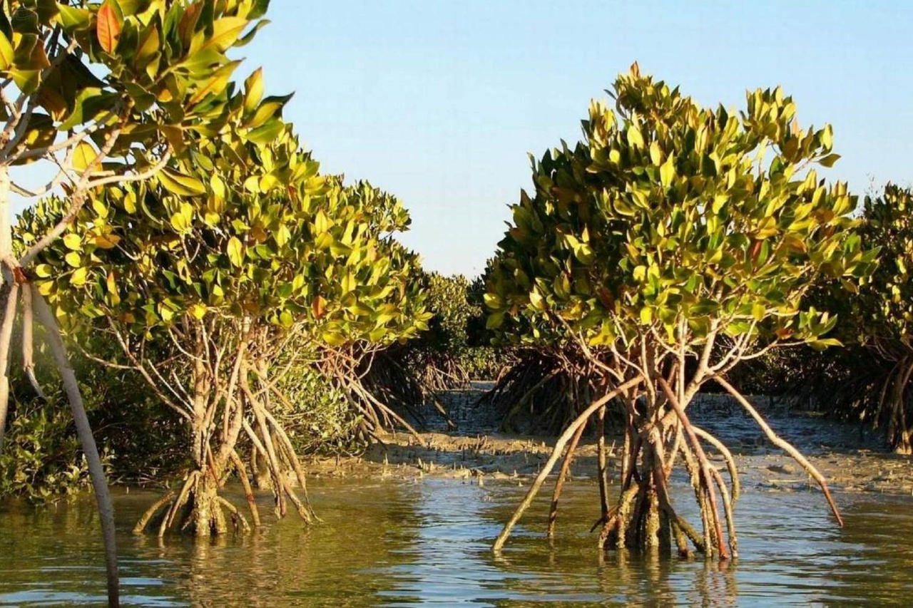 در تور قشم بازدید از عجایب هفتگانه را از دست ندهید