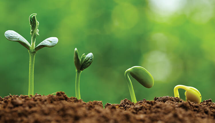 راهنمای میدانی حواس گیاهان