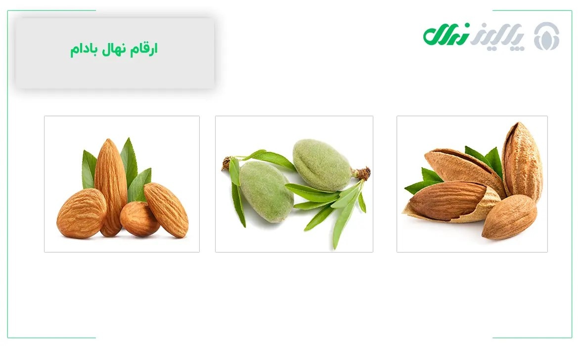 نهال بادام: راهنمایی برای زراعتی موفق در اراضی کشاورزی