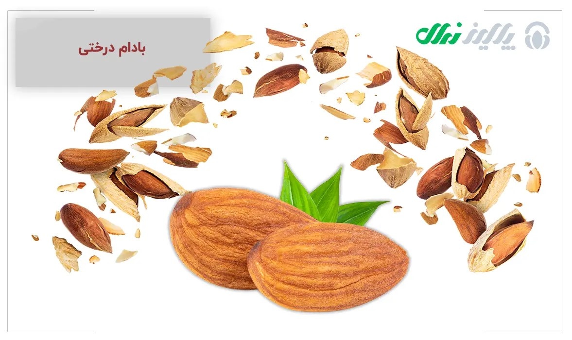 نهال بادام: راهنمایی برای زراعتی موفق در اراضی کشاورزی
