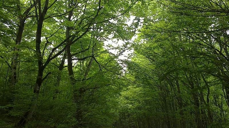 راهنمای سفر به جنگل اولنگ شاهرود