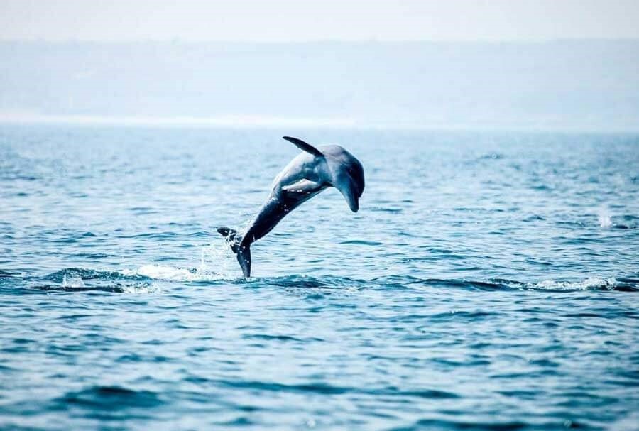 دیدن دلفین‌ها در جزیره هنگام، خاطره ‌ای فراموش نشدنی