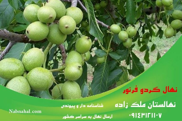 بهترین نهال گردو خوشه ای در ایران