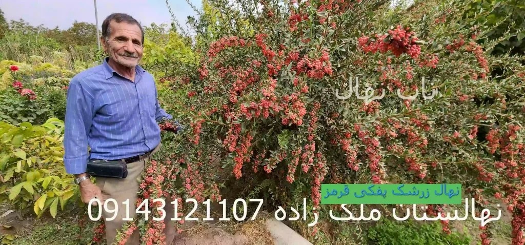 بهترین نهال گردو خوشه ای در ایران