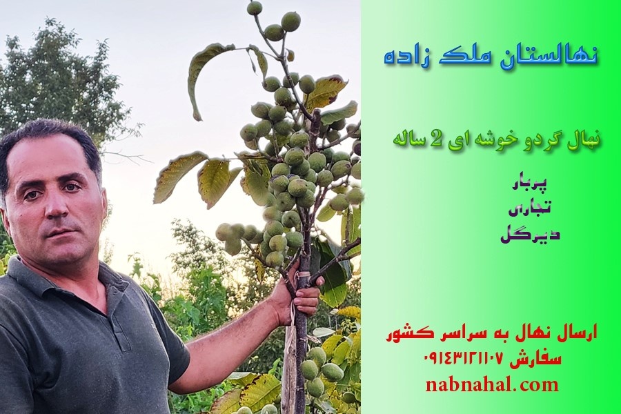 فروش بذر پیاز زعفران