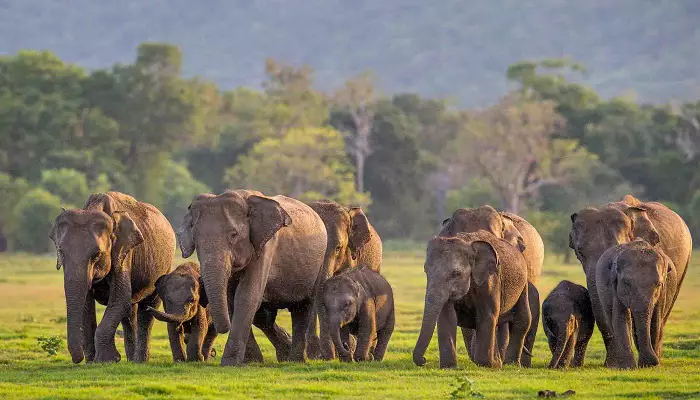 قلعه سیگیریا؛ رازهای پنهان صخرهای در قلب سریلانکا