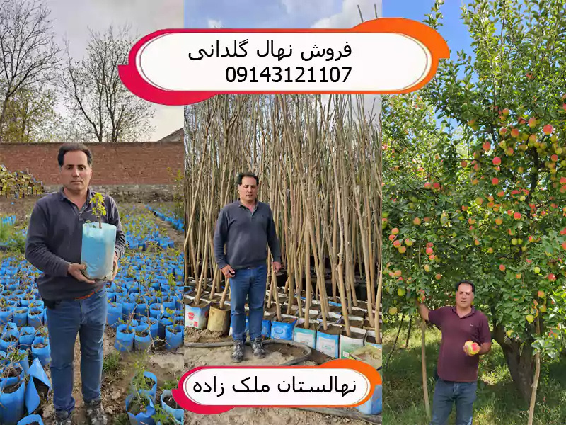 بزرگترین و معتبرترین نهالستان گردو و بادام ایران