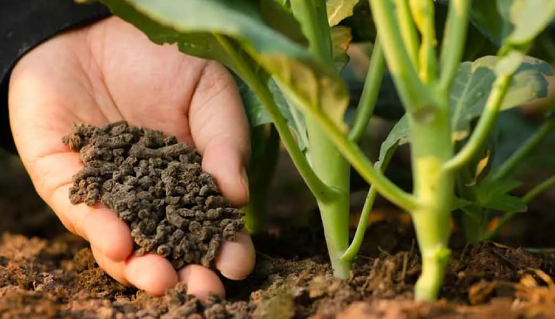 کدام کود برای فصل بهار مناسبتر است؟ کود ارگانیک یا کود شیمیایی؟