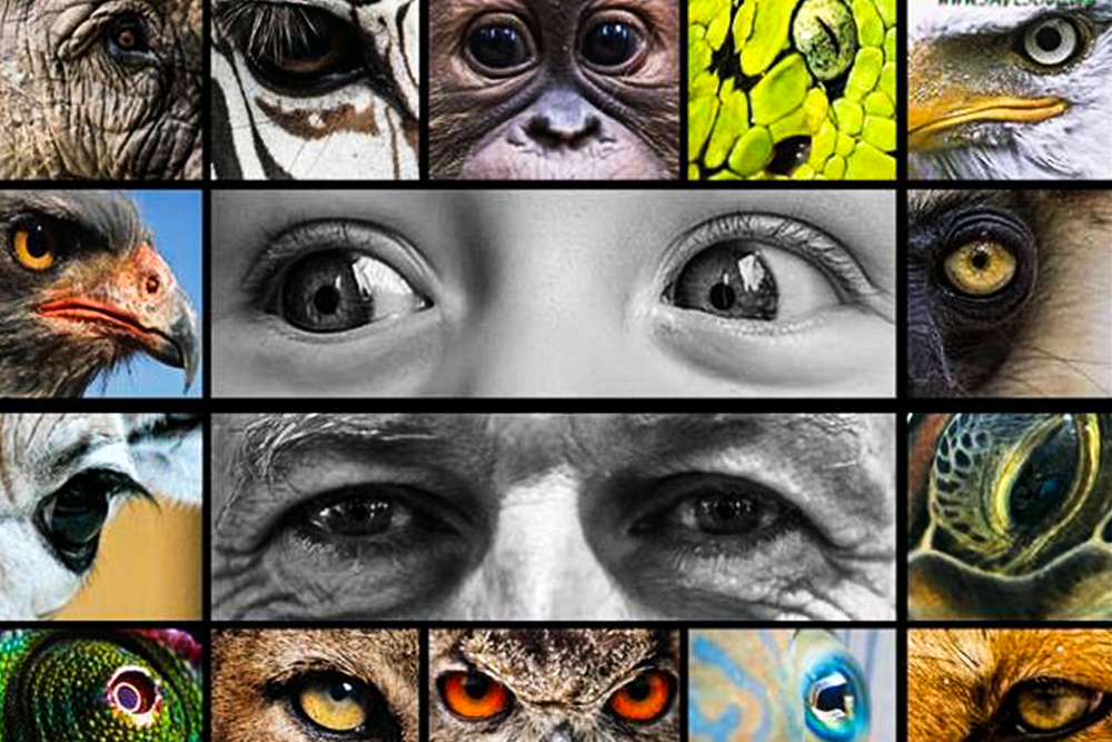 تا کجا حق داریم به جانوران رنج وارد کنیم؟