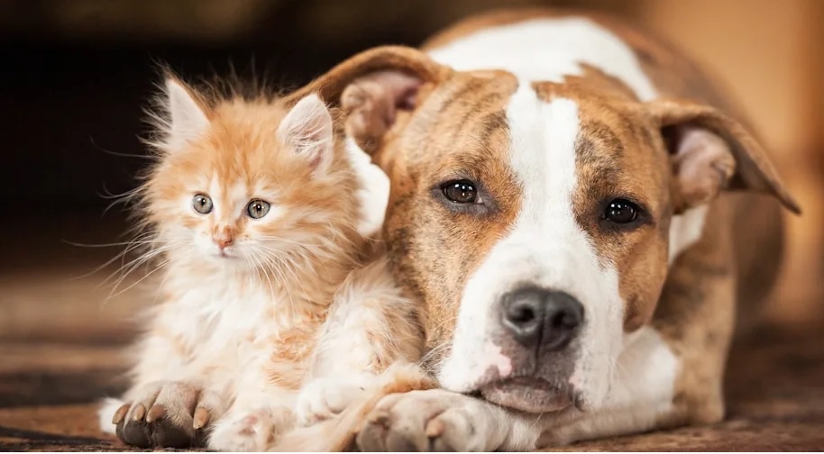 هرمنوتیک حیوانات خانگی