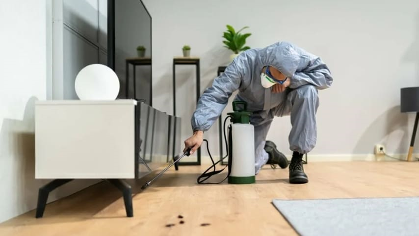 خطرات پنهان حشرات و جانوران موذی منازل تهران + دفع کامل با سمپاشی