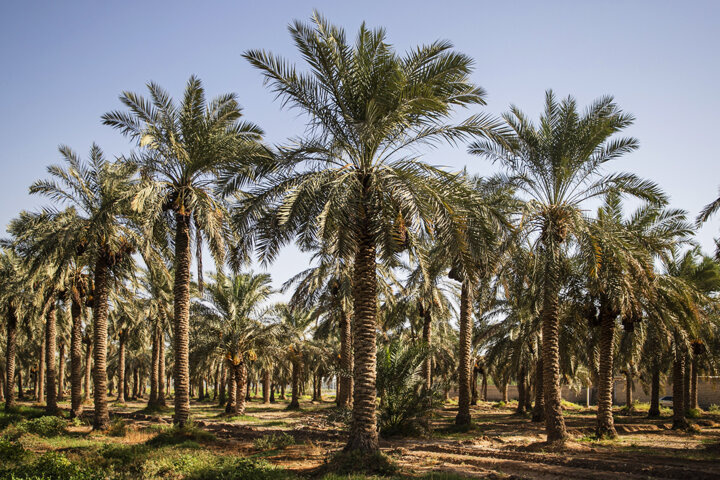 بازخوانی یک سوءبرداشت تاریخی در خوانش آثار موریس پِزار