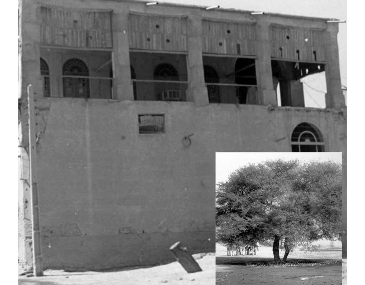 تصویری از درخت بافت تاریخی بوشهر که در تازه‌ترین اثر داریوش غریب‌زاده جان دوباره گرفت