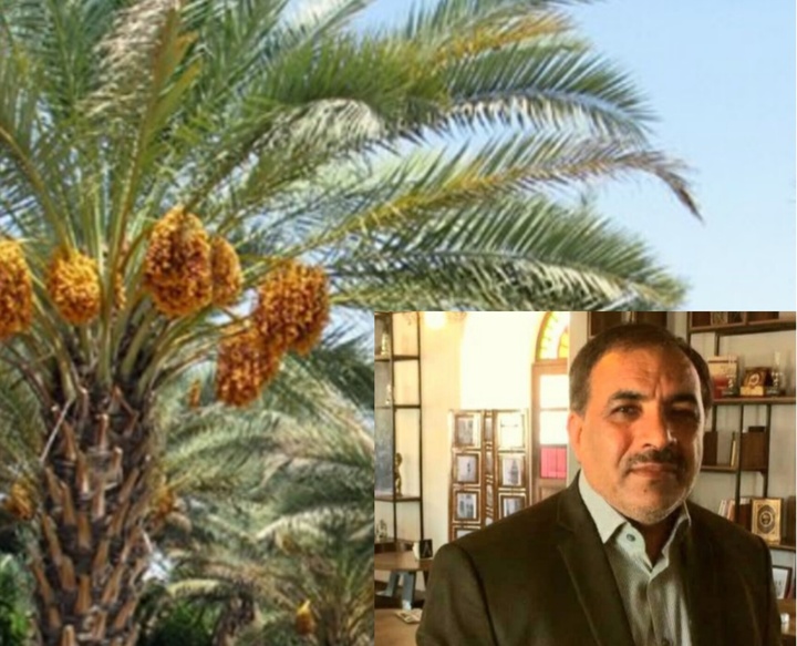 کاشت نخل در چاهک؛ دفن آیینی نیست