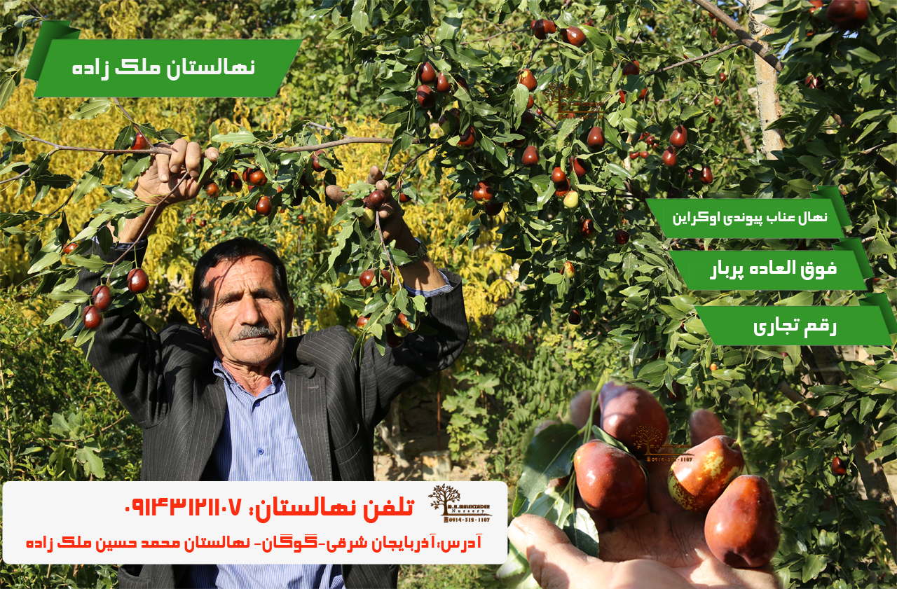 بهترین نهال بادام دیرگل تونو مناسب برای احداث باغ بادام تجاری