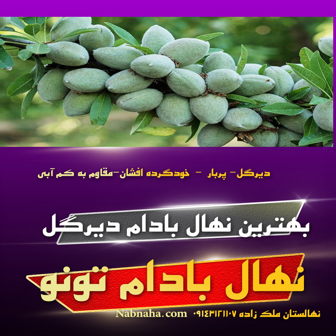 بهترین نهال بادام دیرگل تونو مناسب برای احداث باغ بادام تجاری