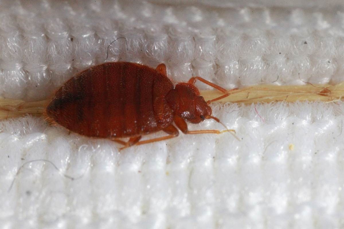 شرکت سمپاشی ساس VIP با ارائه ضمانت و استفاده از قویترین سم ساس خارجی