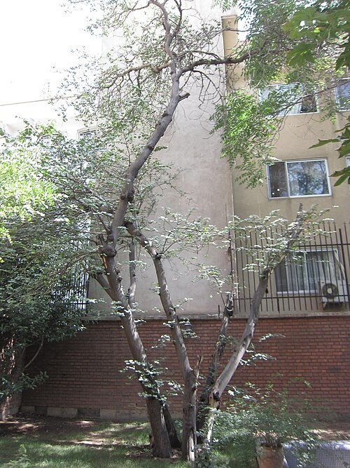 سایه‌ای که آفتاب شد؛ واکاوی میراث ۹۸ ساله‌ هوشنگ ابتهاج