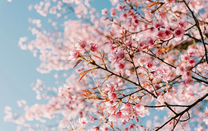 لامعی گرگانی؛ شاعری عاشق طبیعت/ جهان از خلد مایه گیرد چون بهار آید