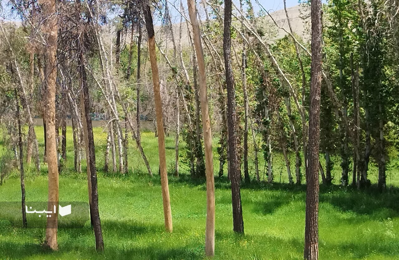 جشنواره «باغ و شعر» در شیراز برگزار شد جشنواره «باغ و شعر» در شیراز برگزار شد