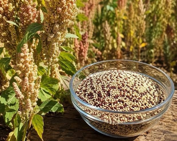 چرا کینوا را یک پروتئین کامل گیاهی میدانند؟