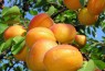 زردآلو از «مخزن الادویه» تا «میوه درمانی با بهره‌گیری از دستورهای اسلامی»