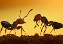 از «زندگی اسرارآمیز مورچه‌ها» چه می‌دانید؟