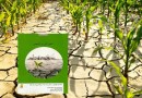 خطر تنش آبی در کمین کشاورزی و محیط زیست ایران