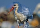 پلاستیک‌ بلای جان محیط زیست
