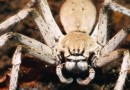 ​معرفی بیش از 230 گونه از کمیاب‌ترین عنکبوت‌ها و عقرب‌های ایران