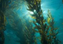 جلبک دریایی؛ گیاهی با خواص شگفت‌انگیز