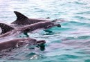 معمای آلودگی صوتی آب و خودکشی دلفین‌ها