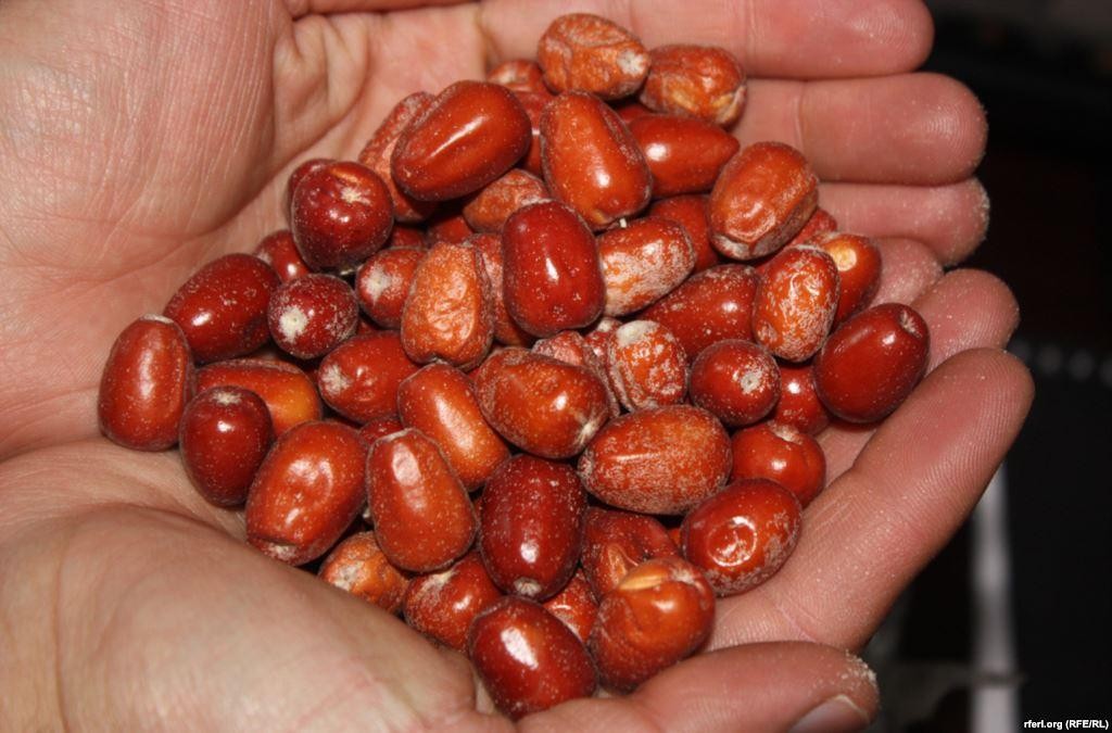 خواص سنجد در کتاب ابوعلی سینا