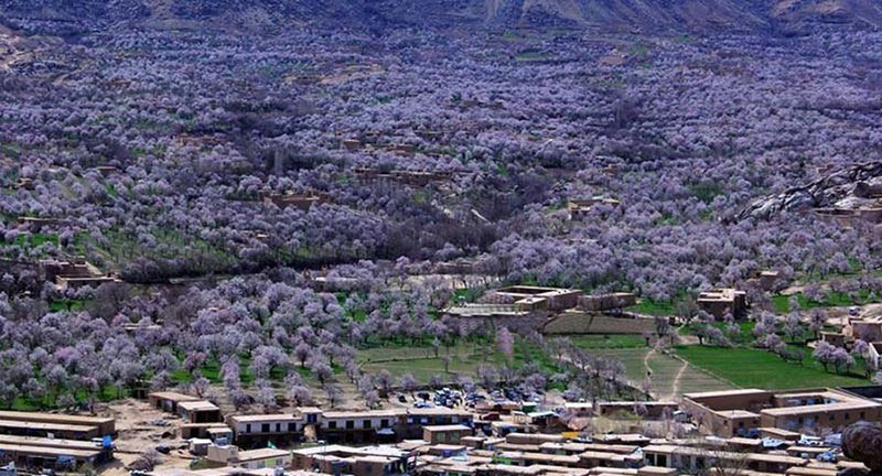 بلخ در نوروز سبدی از گل سرخ می‌شود