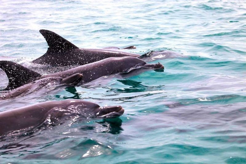 معمای آلودگی صوتی آب و خودکشی دلفین‌ها