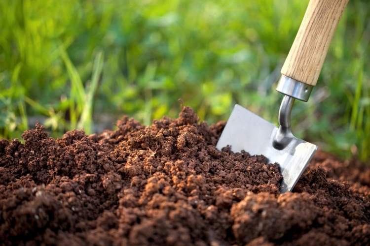 ارتقای سلامت خاک عاملی مهم در امنیت غذایی